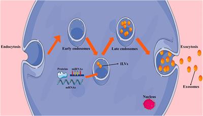 The Research Progress of Exosomes in Osteoarthritis, With Particular Emphasis on the Therapeutic Effect